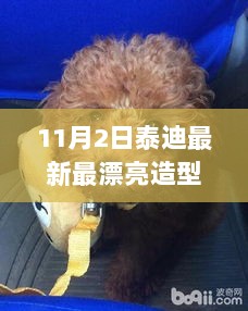 11月2日泰迪新潮炫酷造型图解析，时尚靓丽新风尚