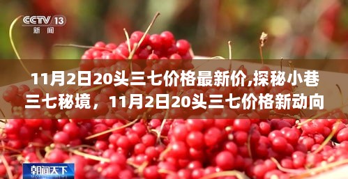 11月2日探秘小巷三七秘境，20头三七价格新动向与隐藏版小店