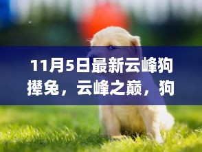 云峰之巅的狗撵兔，11月5日的温暖瞬间