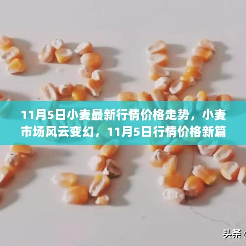 11月5日小麦行情价格新篇章，市场风云与自信成就之旅