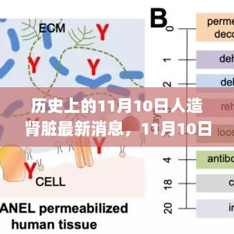 11月10日人造肾脏科技新篇章，历史上的最新进展