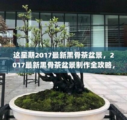 2017黑骨茶盆景制作全攻略，从入门到精通的详细步骤指南