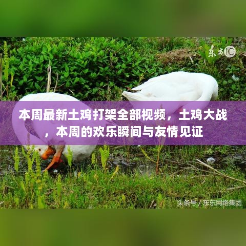 本周土鸡大战全记录，欢乐瞬间与友情见证的精彩视频