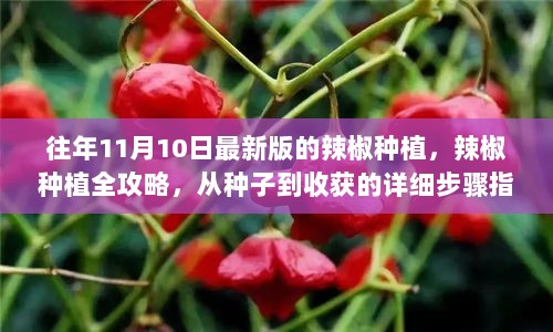 11月最新版辣椒种植全攻略，从种子到收获的详细步骤指南