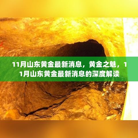 11月山东黄金最新消息深度解读，黄金之魅的背后故事