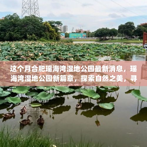 合肥瑶海湾湿地公园新篇章，探索自然之美，寻找内心的平静