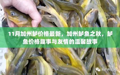 11月加州鲈鱼价格新动向，友情与鲈鱼价格趣事共舞