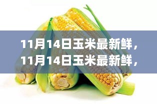 11月14日玉米市场全面评测与深度解析