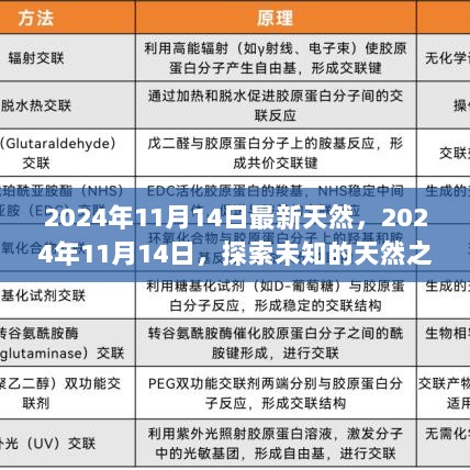 2024年11月14日，探索未知的天然之旅，寻找内心的平静与喜悦的旅程