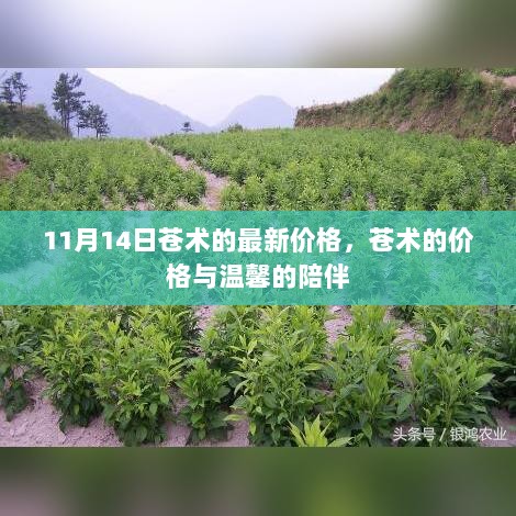 11月14日苍术最新价格与温馨陪伴的价值对比