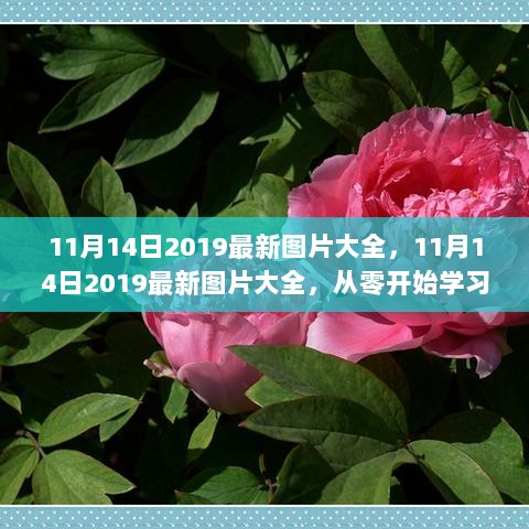 11月14日2019最新图片大全，从零开始学习摄影技巧的步骤指南