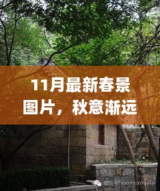 11月春景图片之旅，秋意渐远，冬寒未至的心灵之旅