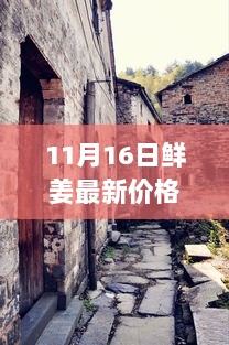 11月16日鲜姜最新价格揭秘，探访神秘小店与小巷秘境的姜价之谜