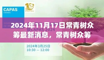 2024年11月17日，常青树众筹最新进展与回顾展望