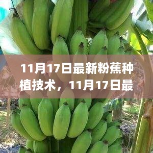 11月17日最新粉蕉种植技术，特性、体验与市场分析