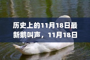 11月18日的历史印记，暖心故事与当日的鹅语