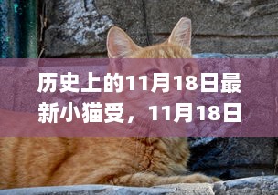 11月18日，智能生活新篇章——最新小猫受高科技产品发布盛典