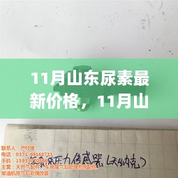 11月山东尿素市场动态与价格分析