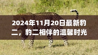 豹二相伴的温馨时光，2024年11月20日的暖心故事