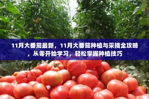 11月大番茄种植与采摘全攻略，从零开始轻松掌握种植技巧