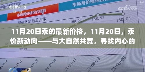 11月20日汞价新动向，探寻内心宁静的金属价格之旅