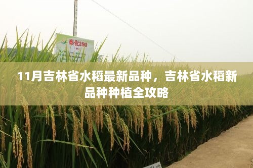 吉林省水稻新品种种植全攻略，11月最新水稻品种指南