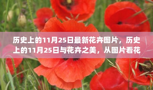 历史上的11月25日，花卉之美与文化变迁的见证