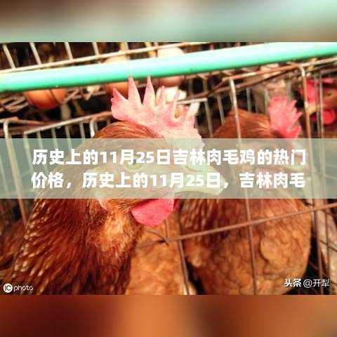 历史上的11月25日，吉林肉毛鸡价格揭秘