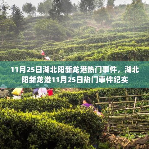 11月25日湖北阳新龙港热门事件纪实