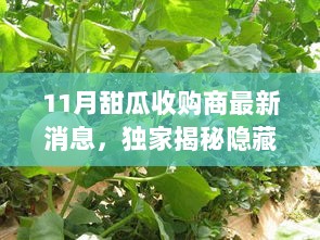 独家揭秘，11月甜瓜收购商的最新发现，隐藏在小巷中的甜瓜秘境