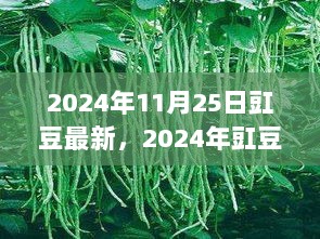 2024年豇豆种植与收获的最新步骤指南（11月25日最新版）