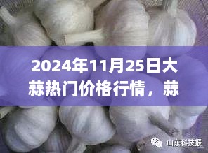 2024年11月25日的大蒜价格行情与我们的故事，蒜香情深记忆的见证