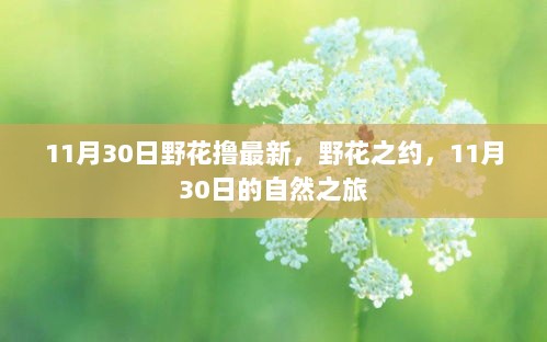 11月30日野花之约，自然之旅的最新探索与发现