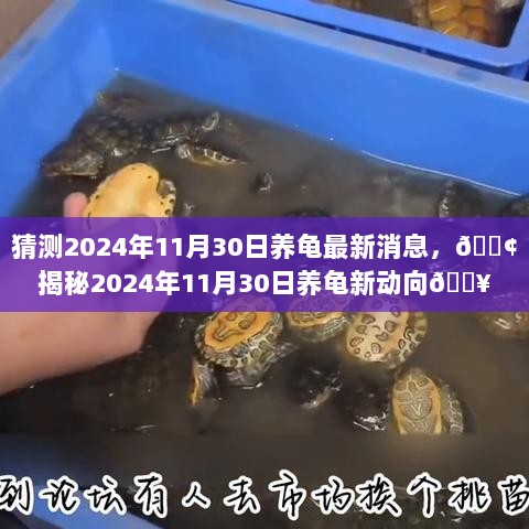 2024年11月30日养龟最新动向揭秘🐢