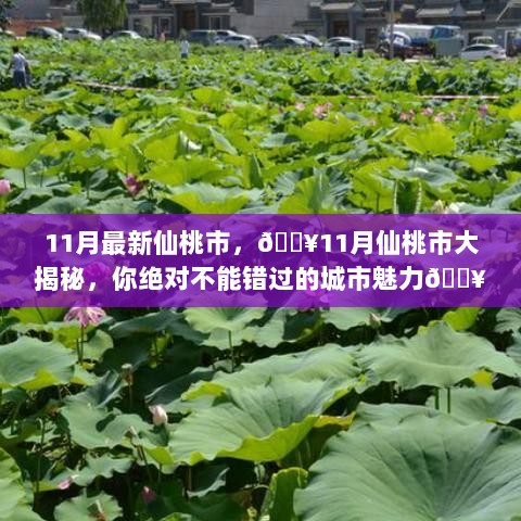 11月仙桃市大揭秘，你绝不能错过的城市魅力风暴