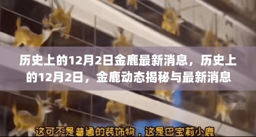 历史上的12月2日，金鹿动态揭秘与最新消息汇总