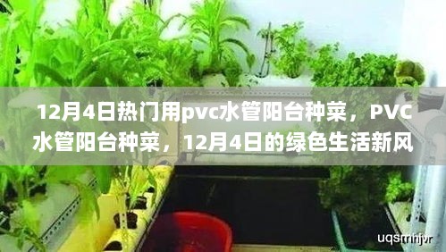 12月4日PVC水管阳台种菜新风尚，绿色生活从此启程