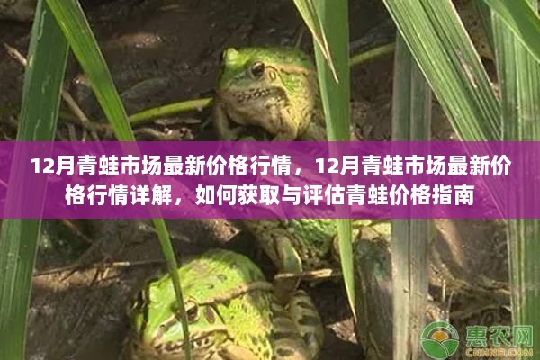 12月青蛙市场最新价格行情详解与评估指南