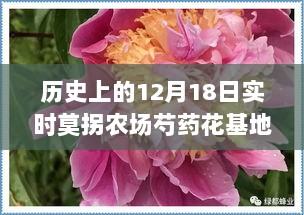 莫拐农场芍药花基地，巷弄深处的秘密花园——历史上的12月18日实时探访