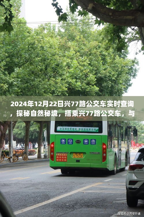 探秘自然秘境，搭乘兴77路公交车实时查询，宁静之旅的心灵共舞体验（2024年12月22日）