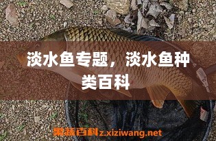 淡水鱼专题，淡水鱼种类百科 