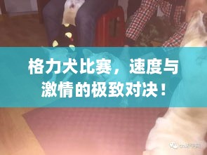 格力犬比赛，速度与激情的极致对决！