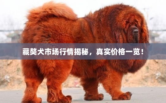 藏獒犬市场行情揭秘，真实价格一览！