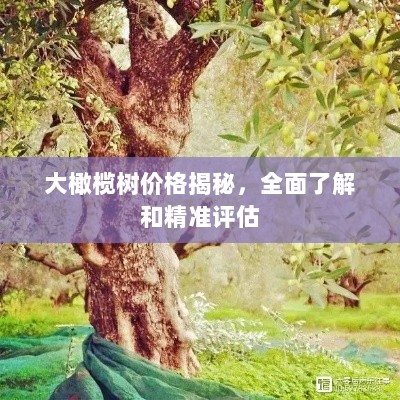 大橄榄树价格揭秘，全面了解和精准评估