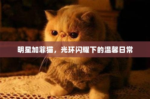 明星加菲猫，光环闪耀下的温馨日常