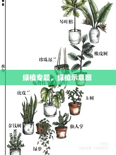 绿植专题，绿植示意图 