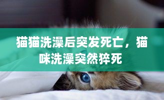 猫猫洗澡后突发死亡，猫咪洗澡突然猝死 