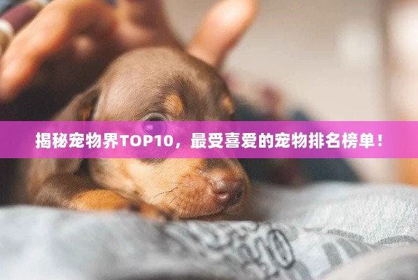 揭秘宠物界TOP10，最受喜爱的宠物排名榜单！