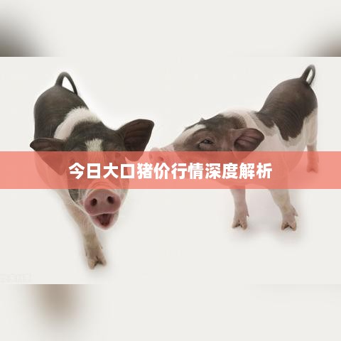 今日大口猪价行情深度解析