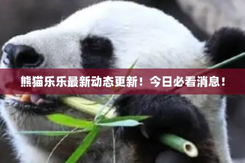 熊猫乐乐最新动态更新！今日必看消息！